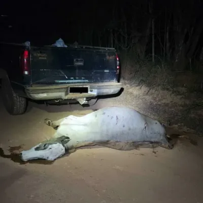 Imagem da notícia Homem arrasta novilha viva com caminhonete após atropelamento em Cassilândia e é autuado por maus-tratos